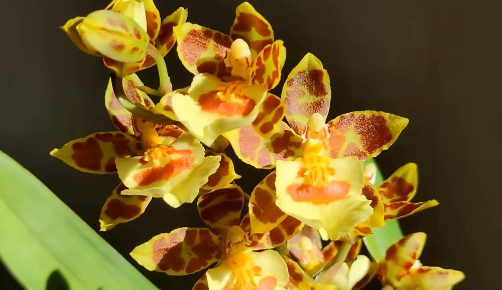 Спасение «утопающих» в ваших руках: как спасти внезапно пожелтевшую орхидею