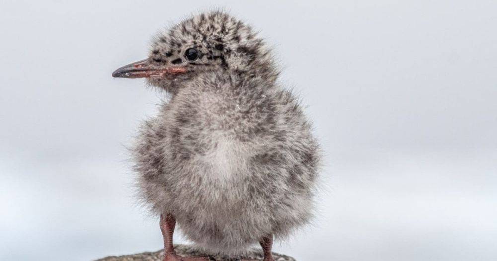 "Милые пушистые комочки": возле антарктической станции вылупились экзотические птенцы (фото)