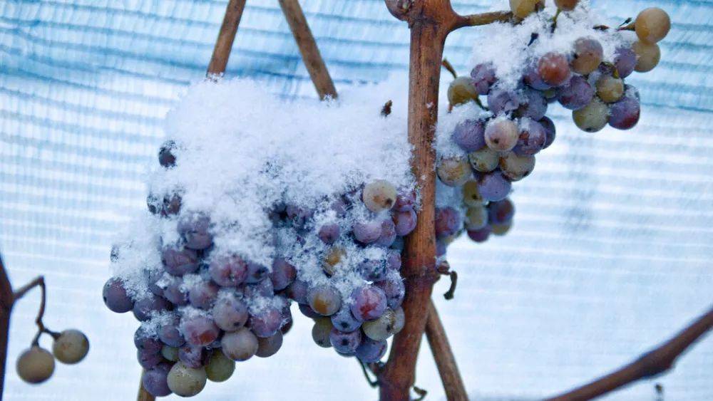 Сбор винограда для ледяного вина: австрийцы рады морозам