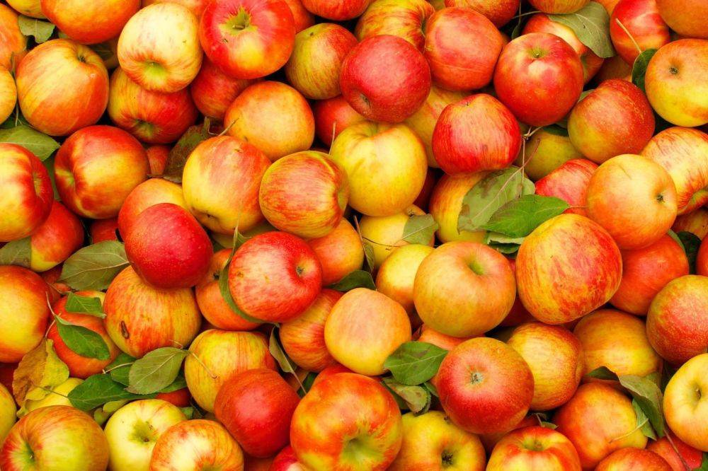 Как хранить яблоки, чтобы они долго не портились – лайфхак с прополисом