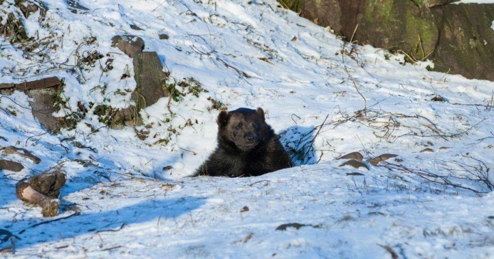 Полусонные медведи бродят по Сибири и не могут впасть в спячку: что происходит (фото)
