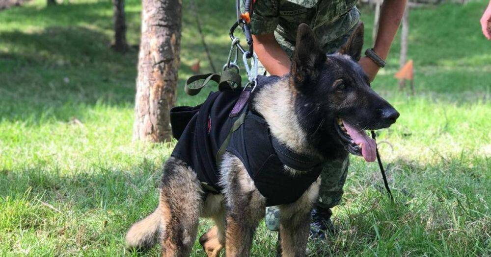 В Турции погибла собака-спасатель по кличке Протео из Мексики, искавшая людей под завалами
