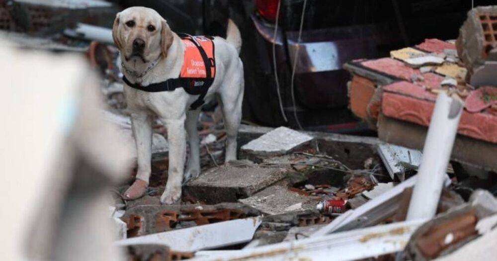 Сеть растрогала собака-спасатель, которая ищет выживших в Турции с израненными лапами