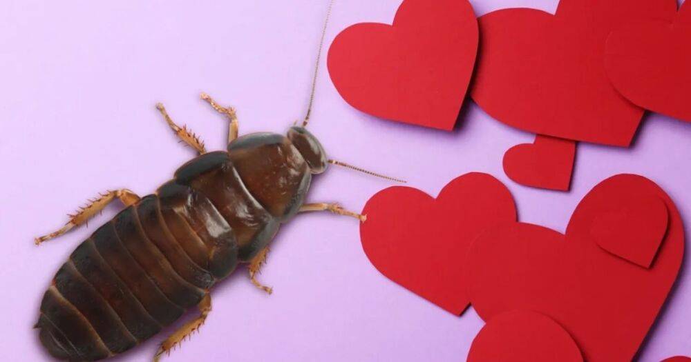 Вечная валентинка. В Нью-Йорке парам предлагают признаться друг другу в любви с помощью таракана