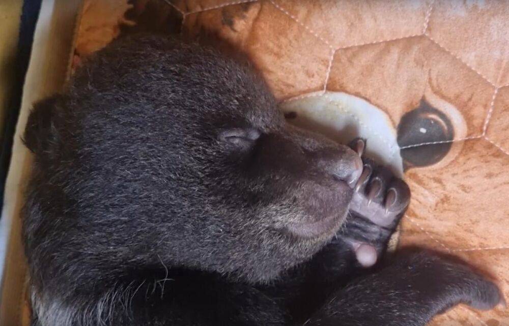 Вологодский медвежонок, которого лечат в Центре Пажетновых в Тверской области, пошел на поправку
