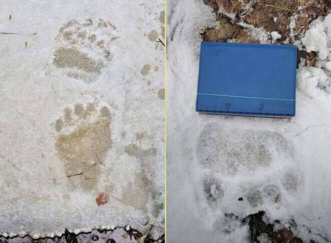 Медведь-шатун появился в Березинском заповеднике: его разбудила оттепель