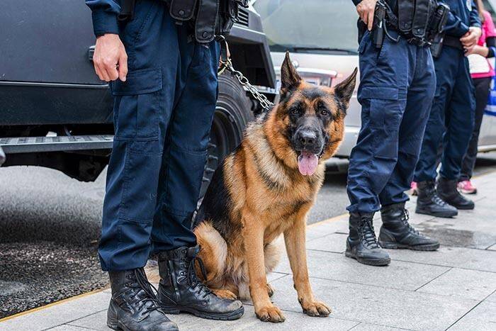 Полицейская собака получила ножевые ранения во время операции в Гамбурге
