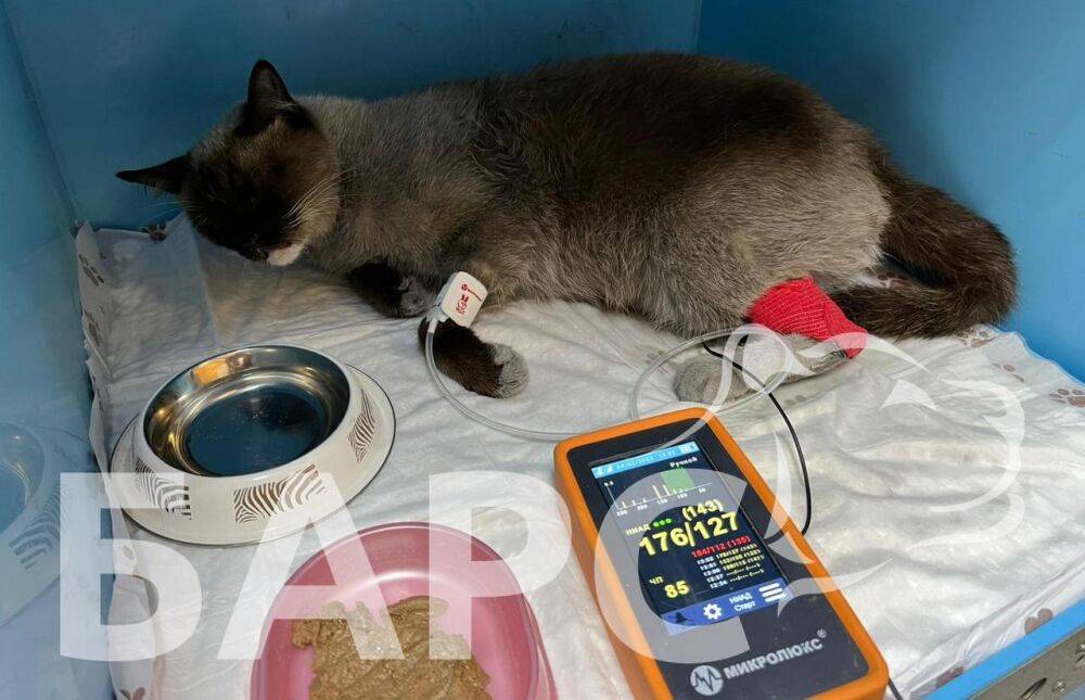Жизнь пострадавшего на пожаре кота Оскара бескорыстно спасают ветеринары Твери
