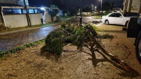 Буря "Барбара": 11-летний мальчик придавлен рухнувшим деревом