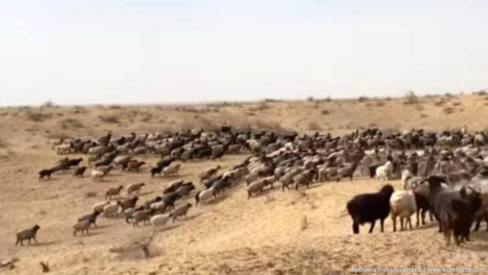 «Метеожурнал»: весной в отдельных регионах Туркменистана ожидается почвенная засуха