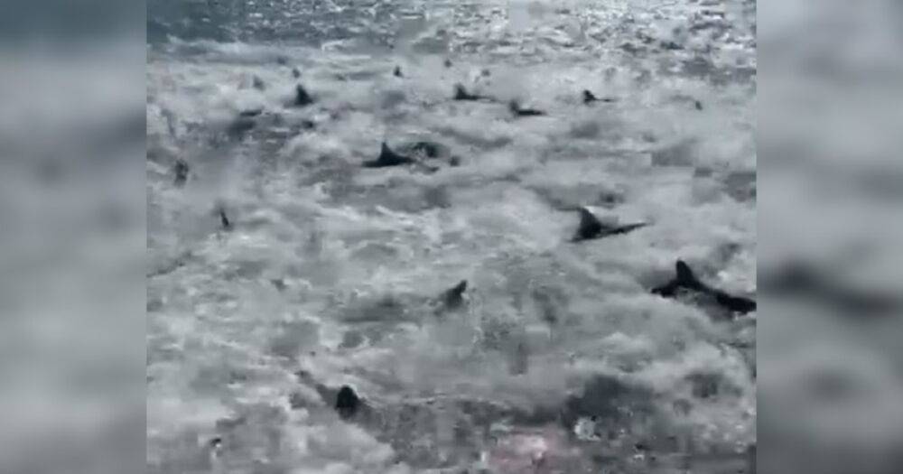 Неистовое пиршество: у берегов Луизианы лодка попала в окружение сотен голодных акул (видео)