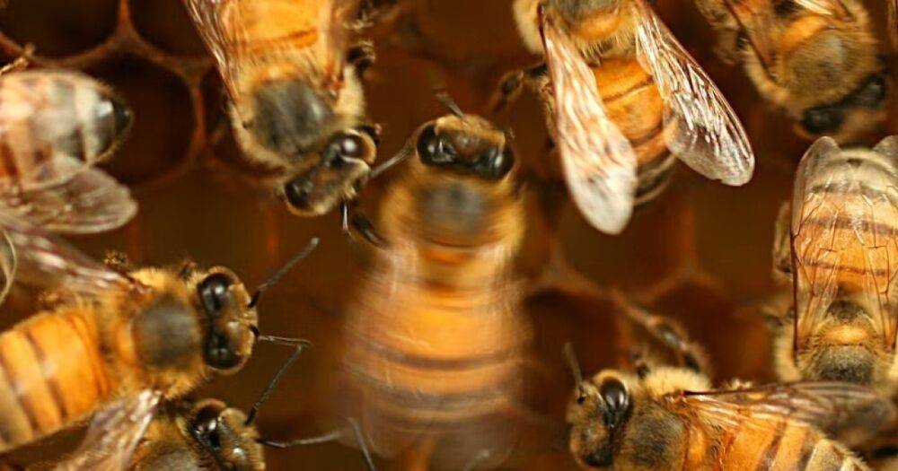 Выводят бедрами восьмерки. Ученые выяснили, что пчелы учатся танцевать, как люди учатся говорить