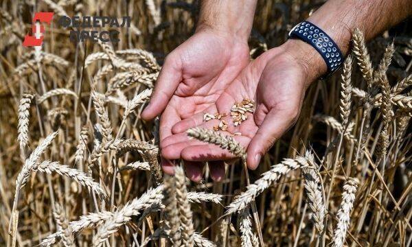 «Это легитимизирует бандеровское государство»: продлит ли Россия зерновую сделку