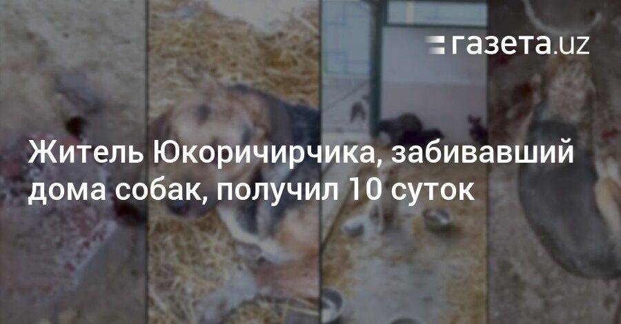 Житель Юкоричирчика, забивавший дома собак, получил 10 суток