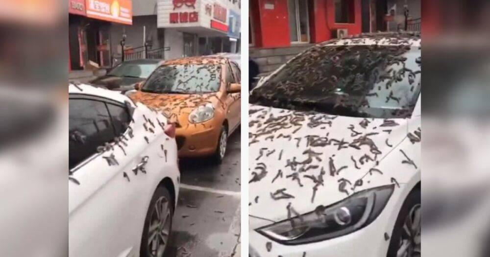 Черви на автомобилях и тротуарах: в китайской провинции выпал необычный дождь (фото, видео)