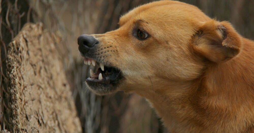 В одном из сел Львовщины у собаки обнаружено бешенство, в зоне вокруг введен карантин