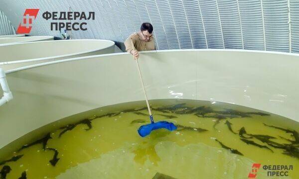 На Ямале будет больше муксуна: рыбоводы увеличили объем икры