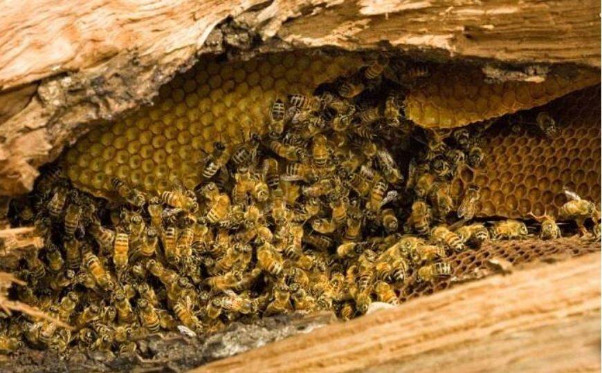 Семья из Британии обнаружила дома огромный улей, когда по стенам потек мед