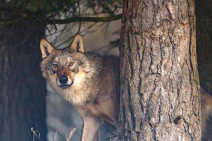 В лесах Нидернхаузена появился волк