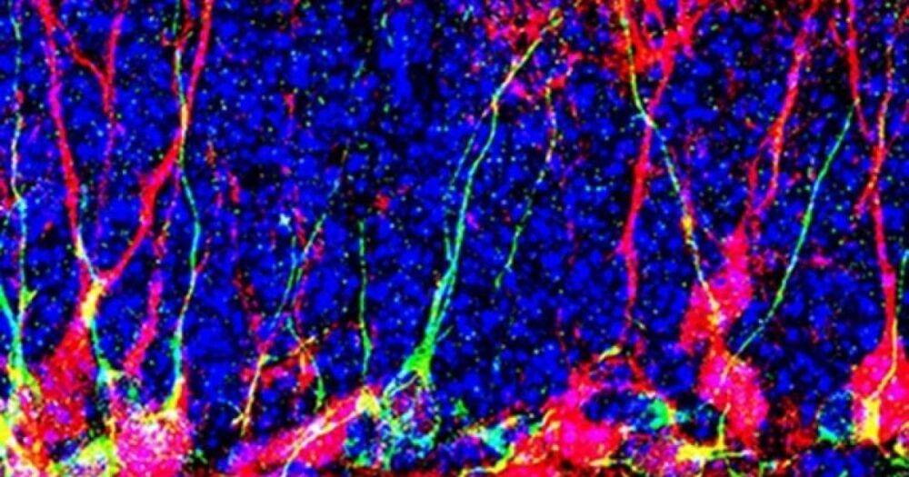 Прорыв в нейробиологии. Ученые научились генерировать новые нейроны в мозге