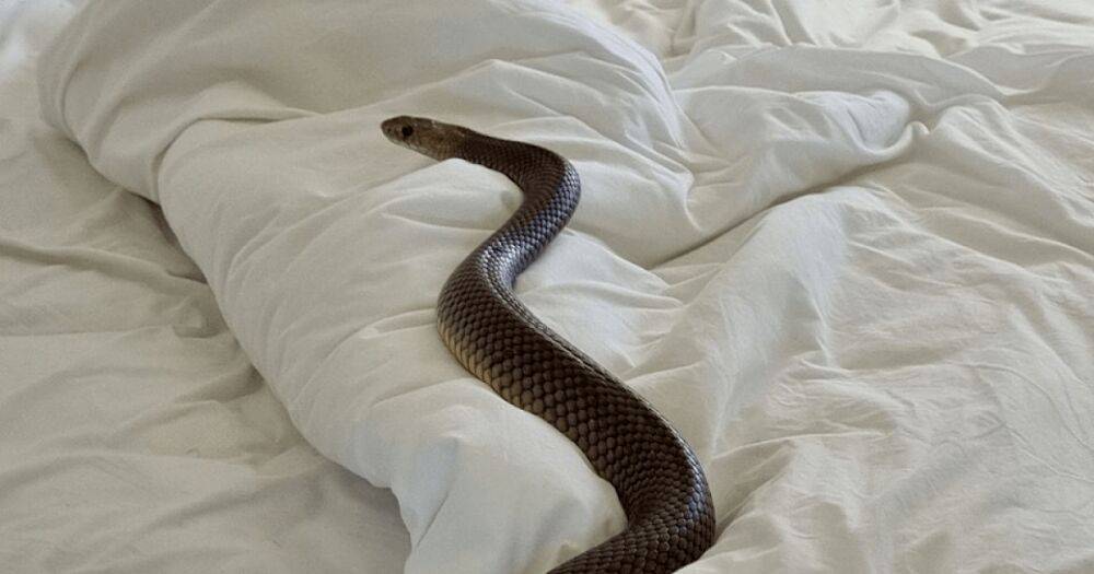 Смертельно опасна: австралиец обнаружил в своей постели массивную ядовитую змею (фото)