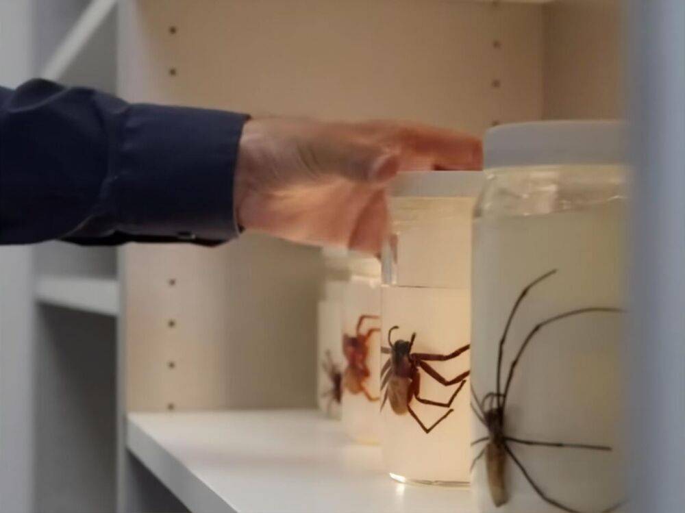 В Австралии ученые обнаружили редкий вид пауков – "больших и красивых"