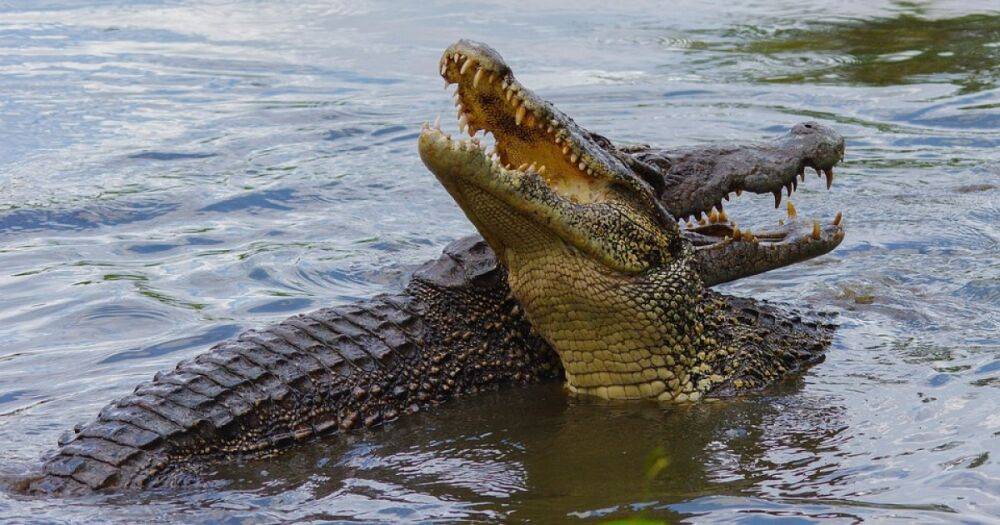 Устроили пикник: в Африке во время сафари крокодил украл холодильник у туристов (видео)