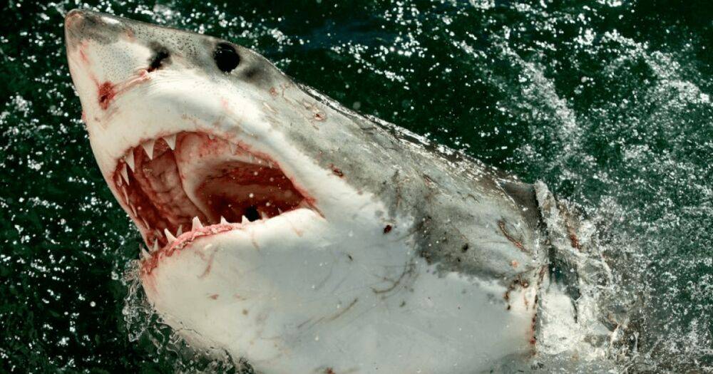 Чудом выжил: в Австралии большая белая акула с головой проглотила дайвера (фото)