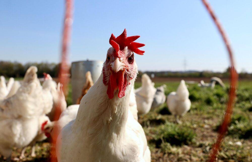Рост производства мяса птицы и свинины замедлил инфляцию в Тверском регионе