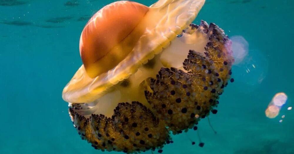 Идеальная глазунья. В водах океана бродит медуза, похожая на жареное яйцо (фото)