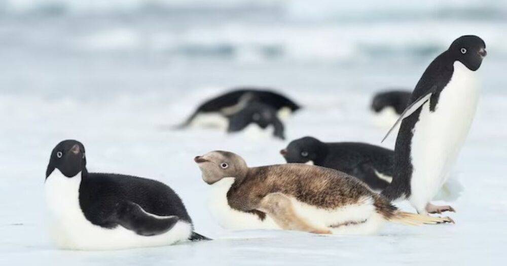 Пингвин-блондин. В Антарктиде замечен редкий представитель нелетающих птиц (фото)