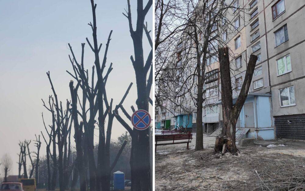 Зверски обрубленные деревья: экоактивист заявил, что в Харькове нарушают закон