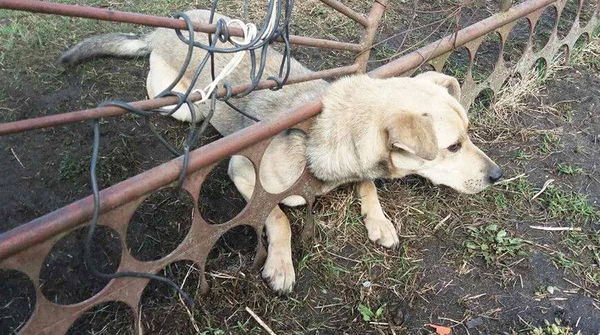 Волковысские спасатели освободили застрявшую в заборе собаку