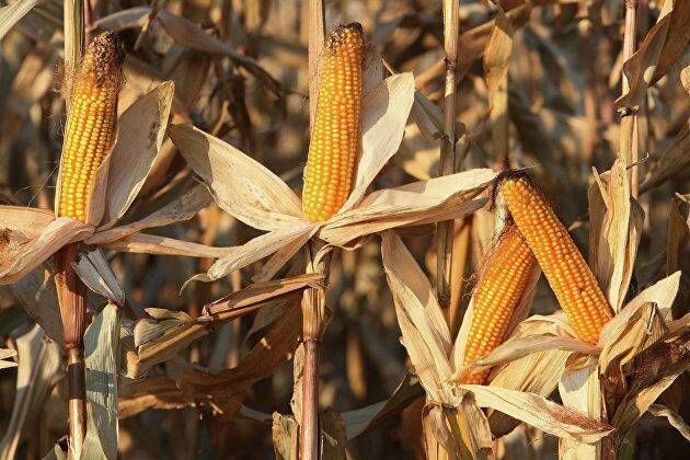 Цены на кукурузу на CBOT отступили от трехнедельного максимума