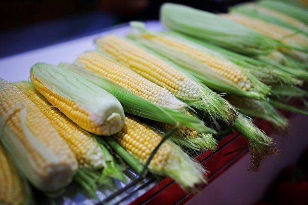 Цена на кукурузу на Чикагской бирже отступает от трехнедельного максимума