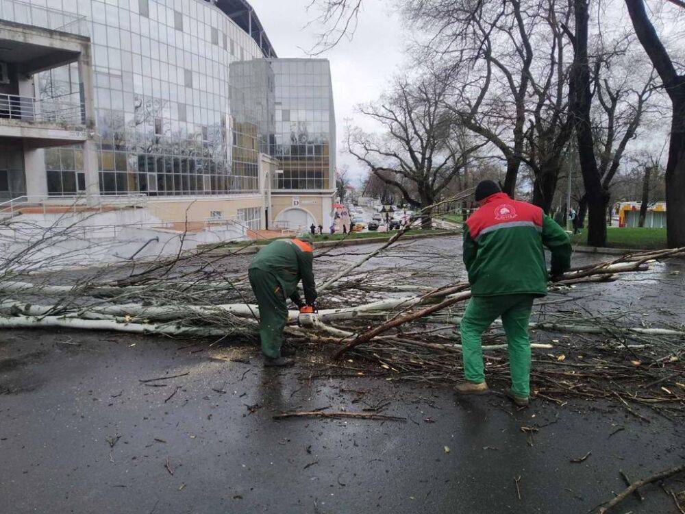В Одессе уже упали полсотни деревьев, а ветер продолжает дуть