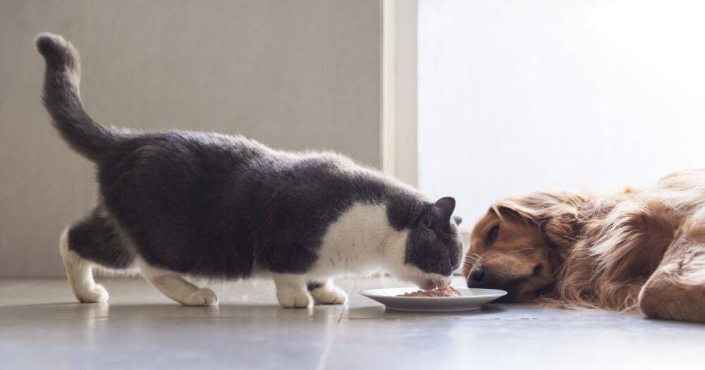 Почему нельзя кормить кошек собачей едой: причины, о которых знают не все