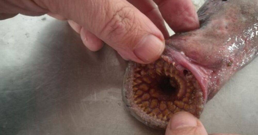 "Рыба-вампир": в Нидерландах на пляж выбросило необычное существо (фото)