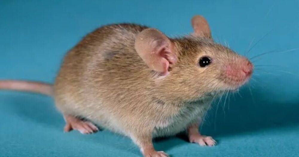 Прорыв в лечении бесплодия. Ученым удалось создать мышей с двумя отцами, используя мужские клетки