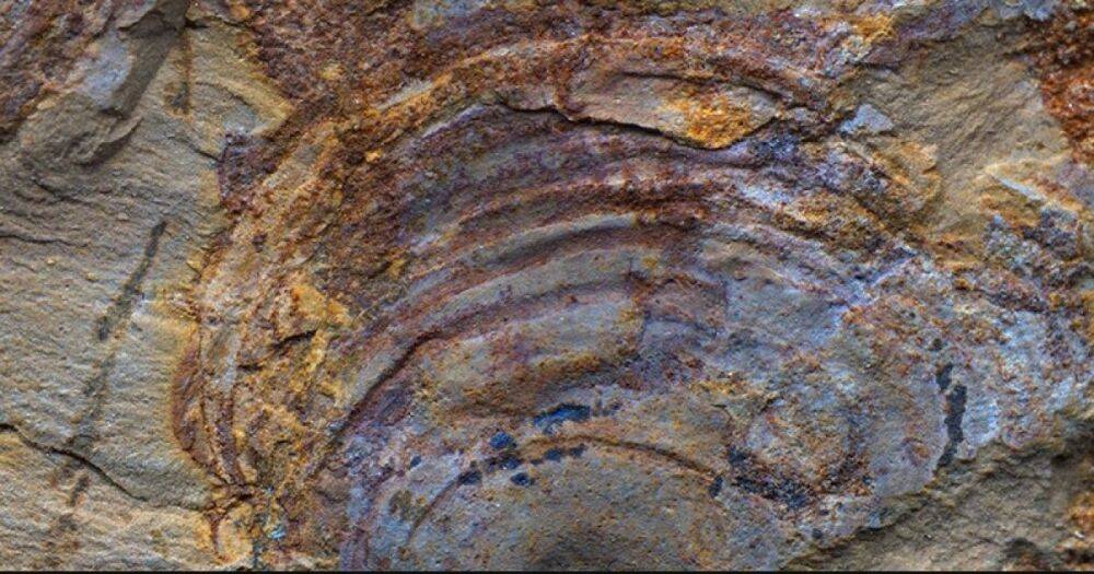Фантом Ктулху. Странное нечто с щупальцами, обитавшее на Земле 500 млн лет назад, не было животным