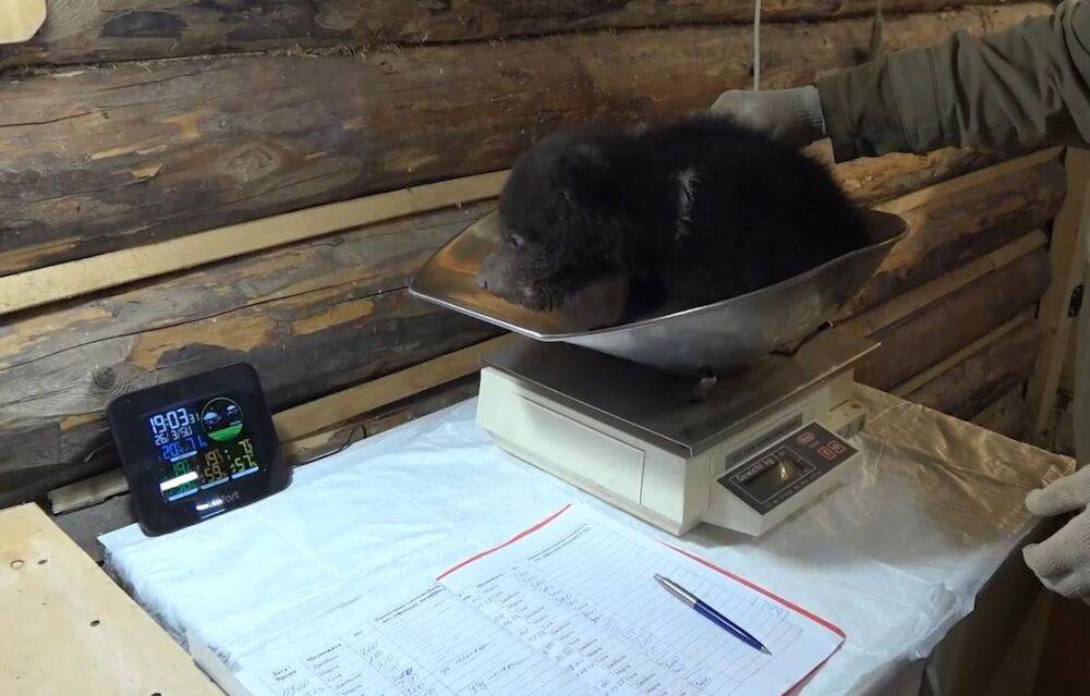 47,5 кг весят вместе 10 медвежат из центра спасения в Тверской области