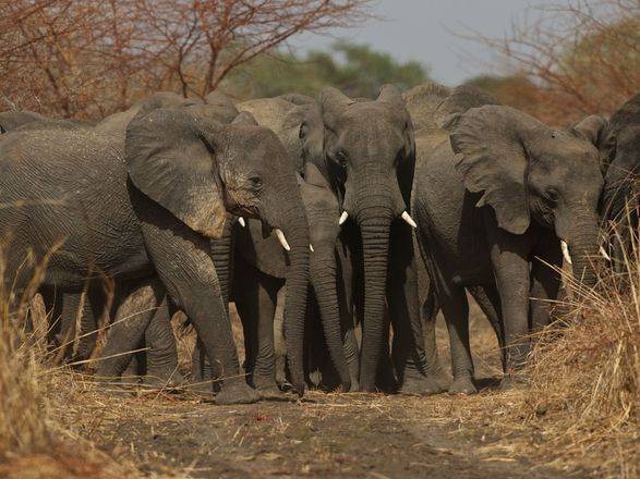Браконьеры убили пятерых слонов в Чаде
