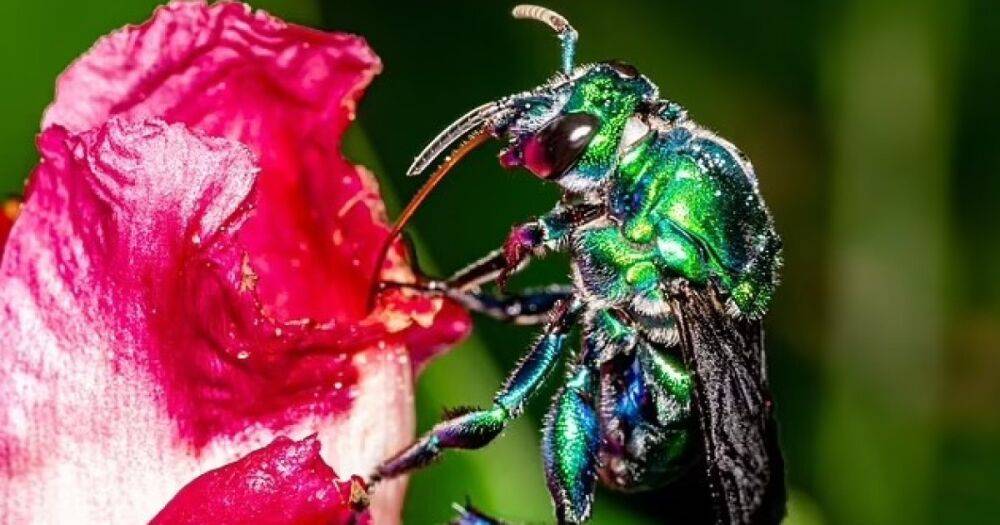 Душистые Казанова. Ученые считают, что пчелы-самцы используют духи, чтобы привлечь партнерш