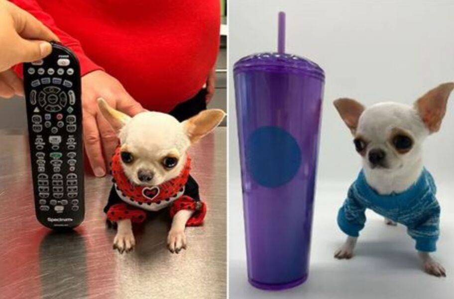 Самая маленькая "карманная" собачка в мире умилила всю планету: она короче палочки для мороженого