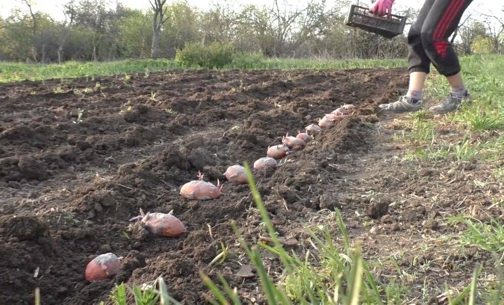 Должен знать каждый огородник: главные ошибки при посадке картофеля, которые оставят без урожая