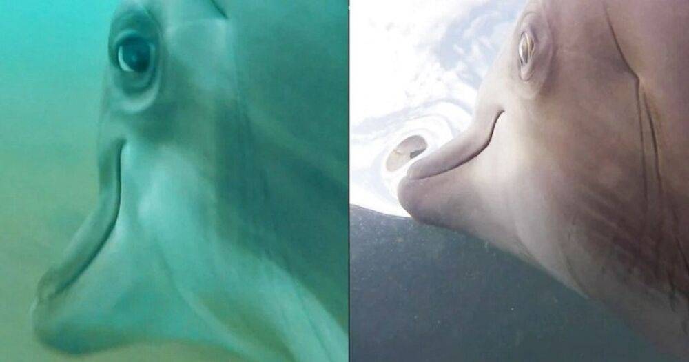 ВМС США установили камеры на дельфинов и выпустили их в открытое море: вот что из этого получилось (видео)