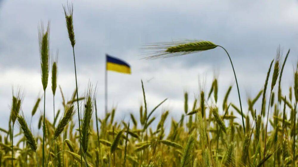 Польша ввела временный запрет на импорт украинского зерна