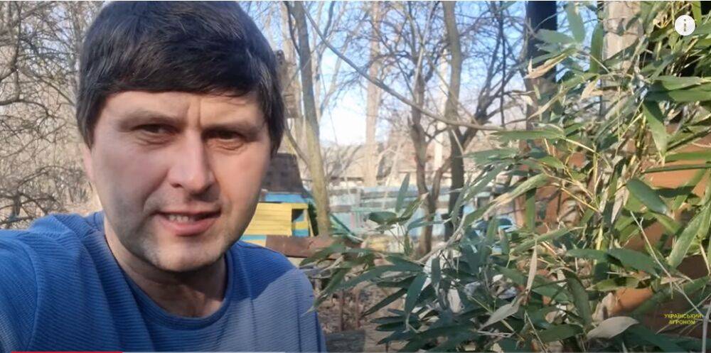 Харьковчанин выращивает бамбук: как перезимовало тропическое растение (видео)