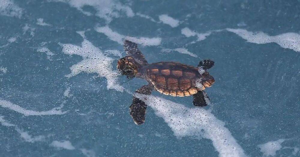 Всемирный потоп для черепах. К 2050 году большинство мест гнездования будут смыты водой