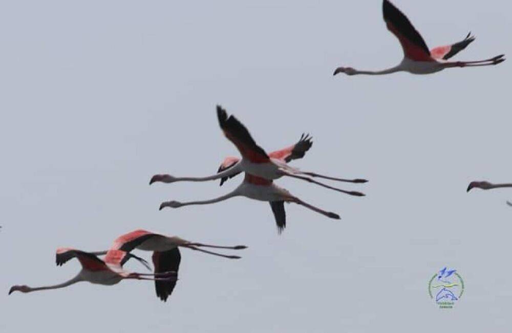 В нацпарк на Одесчине наведались розовые фламинго | Новости Одессы